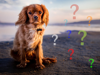 Always Ask Why When It Comes to Your Diabetic Dog Always Ask Why When It Comes to Your Diabetic Dog