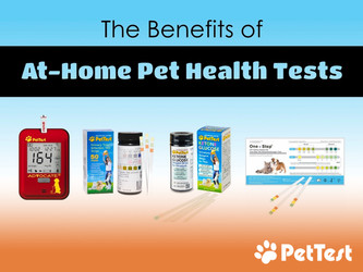 The Benefits of At-Home Pet Health Tests The Benefits of At-Home Pet Health Tests
