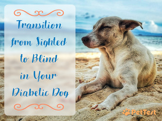 Transition from Sighted to Blind in Your Diabetic Dog Transition from Sighted to Blind in Your Diabetic Dog