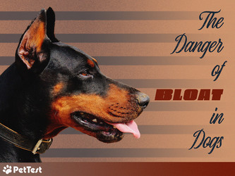 The Danger of Bloat in Dogs