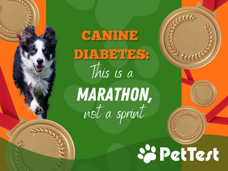 Canine Diabetes: This is a Marathon Not a Sprint! Canine Diabetes: This is a Marathon Not a Sprint!