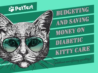 Budgeting and Saving Money on Diabetic Kitty Care (Without Sacrificing Quality) Budgeting and Saving Money on Diabetic Kitty Care (Without Sacrificing Quality)