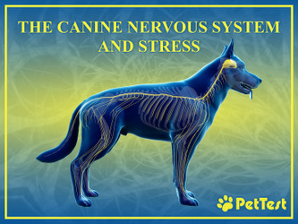 The Canine Nervous System and Stress The Canine Nervous System and Stress