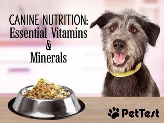 Canine Nutrition: The Essential Vitamins and Minerals
