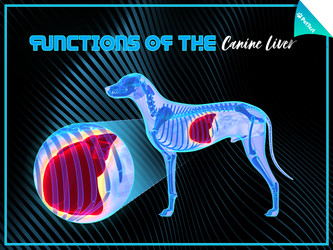 Functions of the Canine Liver