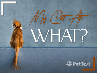 My Cat Ate What? 