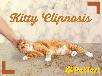 Kitty Clipnosis – It Sounds Like a Disease But Isn’t!