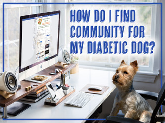 How Do I Find Community for My Diabetic Dog?