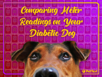 ​Comparing Meter Readings on Your Diabetic Dog