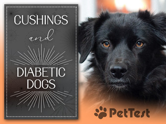 ​Cushings and Diabetic Dogs