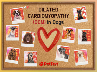 Dilated Cardiomyopathy (DMC) in Dogs 