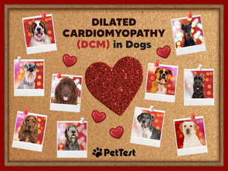 Dilated Cardiomyopathy (DMC) in Dogs 