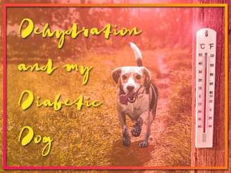 Dehydration and My Diabetic Dog Dehydration and My Diabetic Dog