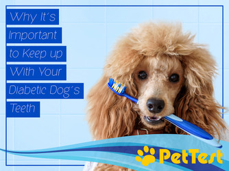 ​Why It’s Important to Keep up With Your Diabetic Dog’s Teeth