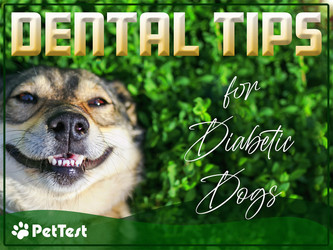 Dental Tips for Diabetic Dogs