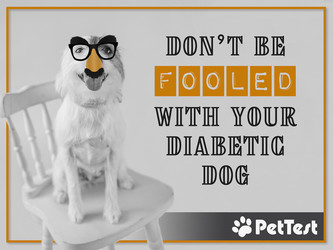 ​Don’t Be Fooled with Your Diabetic Dog