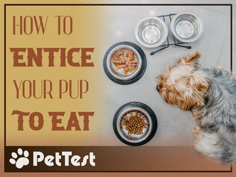 ​How To Entice Your Pup To Eat