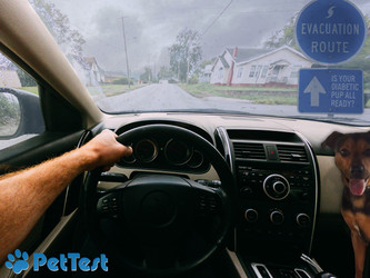 Are You Ready To Evacuate With Your Diabetic Dog? Are You Ready To Evacuate With Your Diabetic Dog?