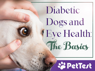 Diabetic Dogs and Eye Health: The Basics