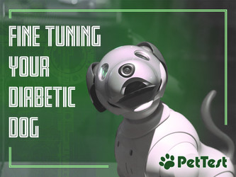 ​“Fine Tuning” Your Diabetic Dog