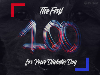​The First 100 for Your Diabetic Dog