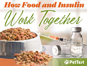 How Food and Insulin Work Together