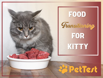 ​Food Transitioning for Kitty