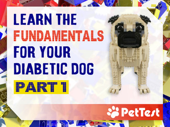 ​Learn the Fundamentals for Your Diabetic Dog: Part 1