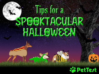 ​Tips for a Spooktacular Halloween