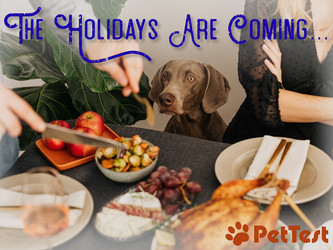 The Holidays Are Coming... Keep Your Diabetic Pup Safe