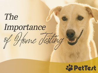 The Importance of Home Testing