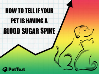How To Tell if Your Pet Is Having a Blood Sugar Spike How To Tell if Your Pet Is Having a Blood Sugar Spike