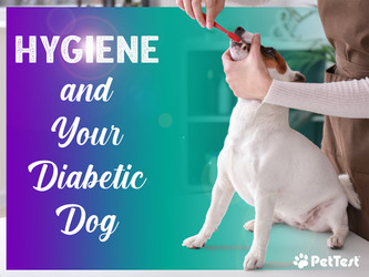 Hygiene and Your Diabetic Dog