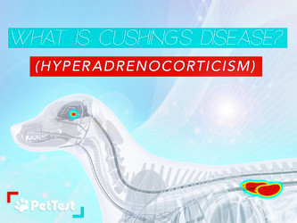 ​What is Cushing’s Disease (Hyperadrenocorticism)?