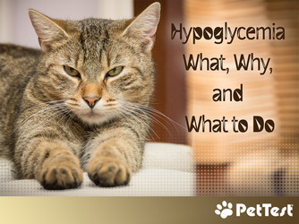 Hypoglycemia -  What, Why,  and  What to Do