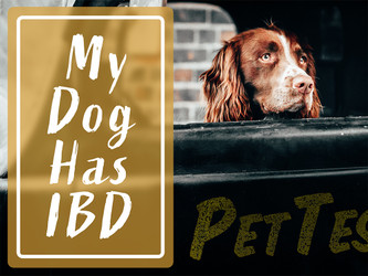 My Diabetic Dog Has IBD My Diabetic Dog Has IBD