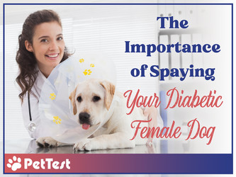 ​The Importance of Spaying Your Diabetic Female Dog