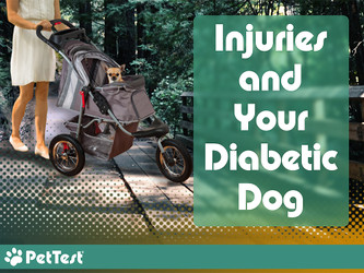 Injuries and Your Diabetic Dog