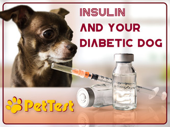​Insulin and Your Diabetic Dog
