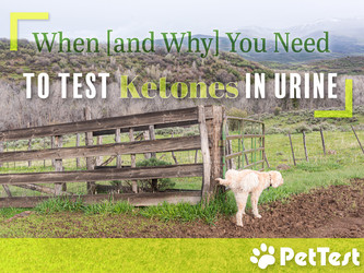 When and Why You Need To Test for Ketones in Urine When and Why You Need To Test for Ketones in Urine