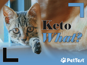 Keto What? Keto What?