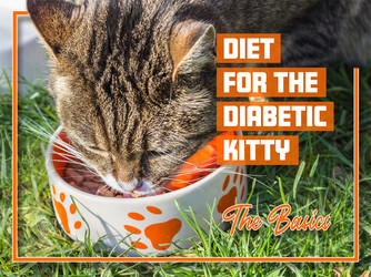 Diet for the Diabetic Kitty – The Basics