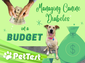 Managing Canine Diabetes on a Budget