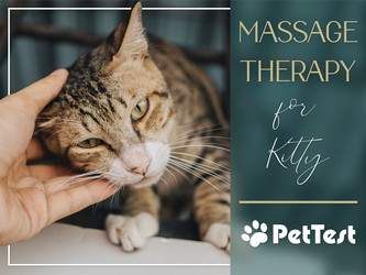 Massage Therapy for Kitty 