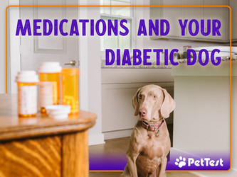 ​Medications and Your Diabetic Dog