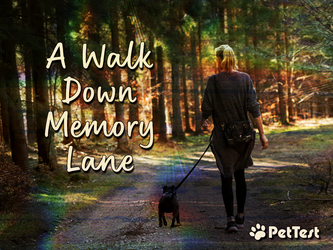 A Walk Down Memory Lane A Walk Down Memory Lane