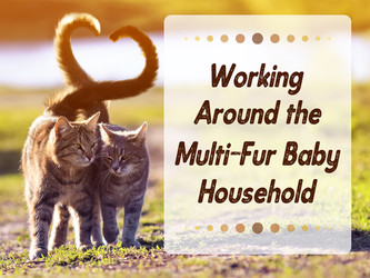 Working Around the Multi-Fur Baby Household Working Around the Multi-Fur Baby Household