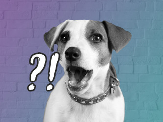 My Dog has WHAT?! My Dog has WHAT?!