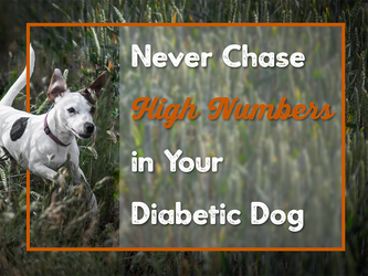 Never Chase High Numbers in Your Diabetic Dog Never Chase High Numbers in Your Diabetic Dog