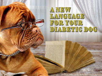 A New Language for Your Diabetic Dog  A New Language for Your Diabetic Dog